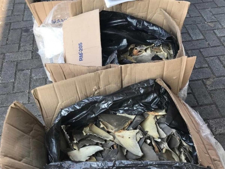 Sujeto que transportaba 10 toneladas de aleta de tibur&oacute;n es detenido y vinculado a proceso