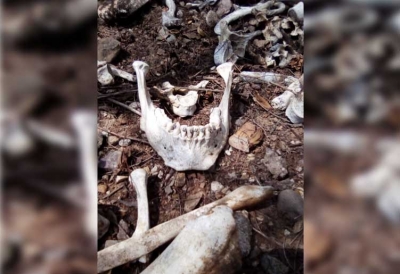 Quijada, dentadura y otros restos &oacute;seos humanos, el nuevo hallazgo de las Sabuesos Guerreras
