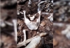 Quijada, dentadura y otros restos óseos humanos, el nuevo hallazgo de las Sabuesos Guerreras