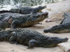 Granjero de cocodrilos es 'devorado' por sus reptiles tras caer a su recinto por accidente