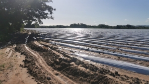 Productores les llueve sobre mojado