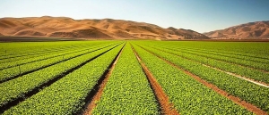 Trump anunci&oacute; aranceles a los productos agr&iacute;colas mexicanos, a partir del 2 de abril