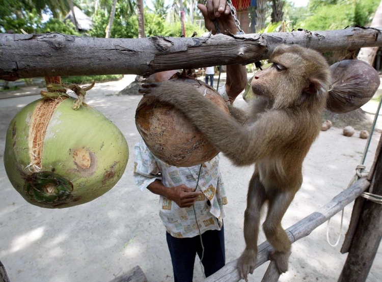 En Tailandia, monos son esclavizados por industria del coco: PETA
