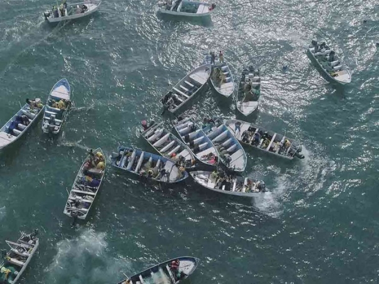 EU toma medidas contra M&eacute;xico con la intenci&oacute;n de rescatar a la vaquita marina