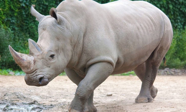 Salvar el rinoceronte blanco con acciones vanguardistas