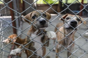 Por la tauromaquia el gobernador vet&oacute; la Ley de Protecci&oacute;n Animal, se&ntilde;al&oacute; la Fundaci&oacute;n Laika