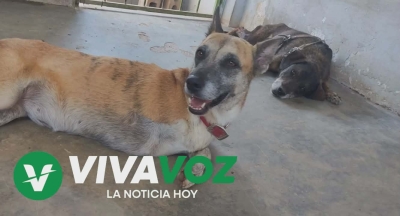 Aumenta un 60% el maltrato animal en Sinaloa: Fundaci&oacute;n Barto y Togo