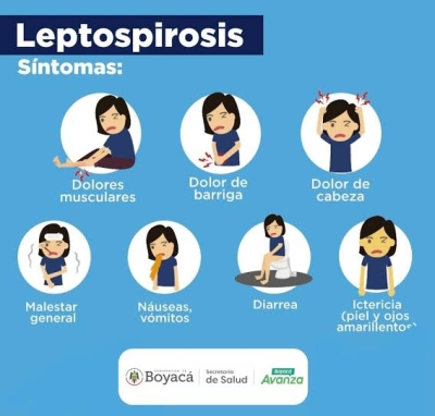 Alerta, hay m&aacute;s de mil casos activos de leptospirosis en Per&uacute;