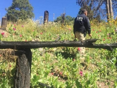 Destruyen plant&iacute;o de amapola de 740 metros en la Sierra Tarahumara