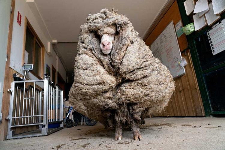 Rescatan a oveja &#039;vagabunda&#039; con 35.4 kilos de lana