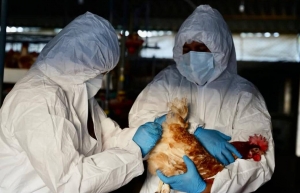 OMS alerta sobre preocupaci&oacute;n de mutaci&oacute;n de gripe aviar a humanas en pa&iacute;ses