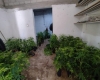 La FGR asegur&oacute; dos inmuebles con 151 plantas de cannabis y 104 gramos nueve miligramos de clorhidrato de metanfetamina, tinas, coladores, bidones en dos inmuebles de El Aguaje