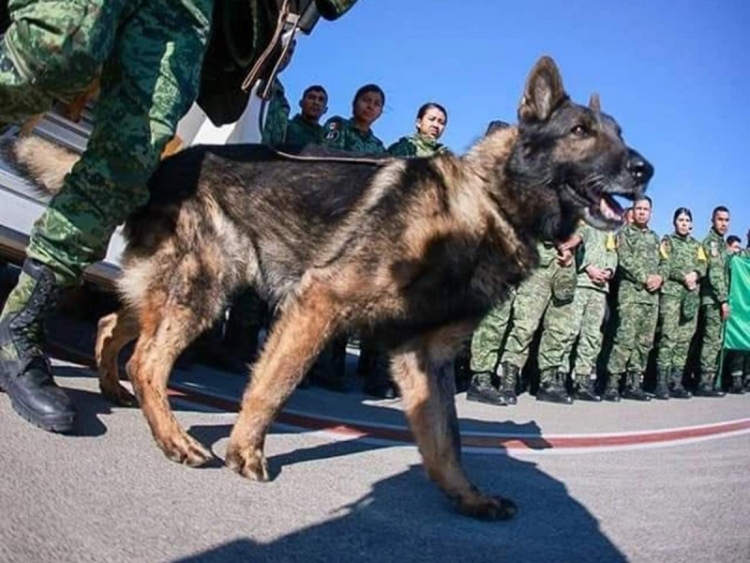 Muere &#039;Proteo&#039;, perro rescatista de la Sedena en Turquía; le rinden emotivo homenaje