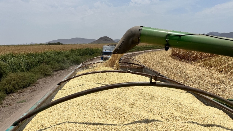 En riesgo la seguridad alimentaria de México tras la caída del maíz en Sinaloa: advirtió la Couc