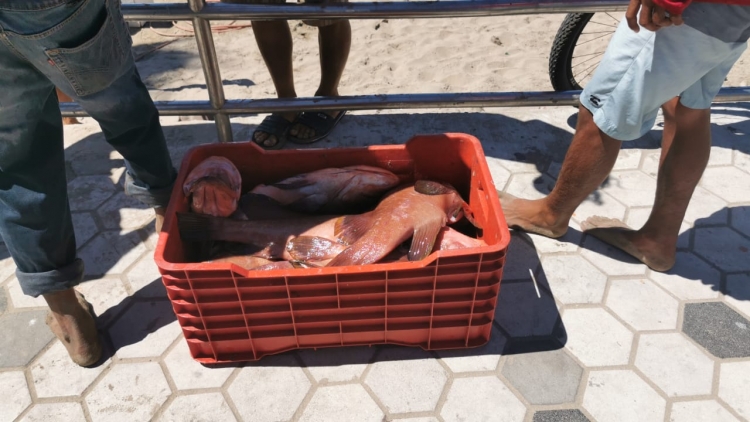 Apenas al 40 por ciento la venta de pescado en Playa Norte
