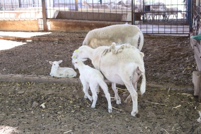 La Facultad de Medicina Veterinaria y Zootecnia de la UAS y SENASICA inician el simulacro "AUTOSIM II", para prevenir el gusano barrenador del ganado