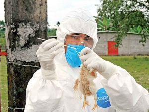 En China, registran primera muerte por gripe aviar H3N8