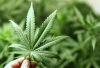 Senado analiza beneficiar a agricultores que han cultiva marihuana clandestina