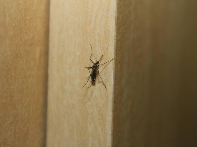 Y ahora el dengue... Perú declara alerta por brote de enfermedad