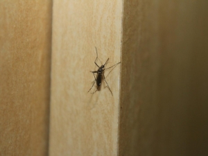 Y ahora el dengue... Per&uacute; declara alerta por brote de enfermedad