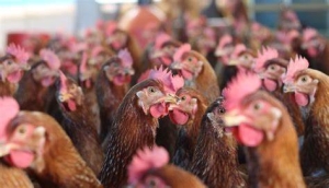 Por gripe aviar México suspende importación de productos avícolas de Brasil