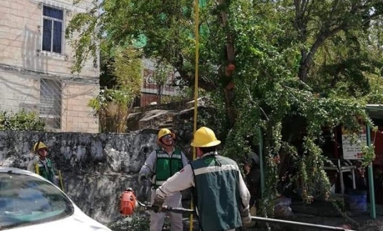 &Aacute;rboles ocasionan el 80 por ciento de los apagones: CFE