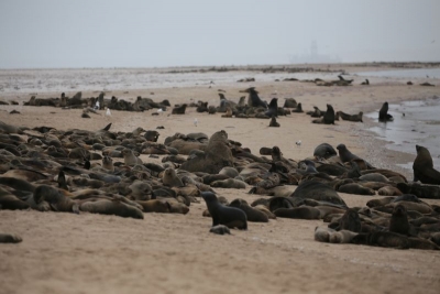 Encuentran a m&aacute;s de 7 mil focas muertas en playa de Namibia