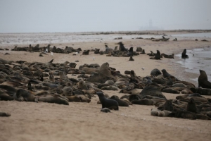Encuentran a m&aacute;s de 7 mil focas muertas en playa de Namibia