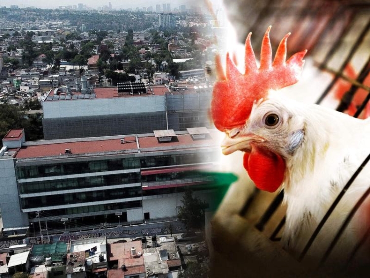 OMS aclara que muerte de paciente en México con gripe aviar fue por &#039;causas multifactoriales&#039; y no por el virus
