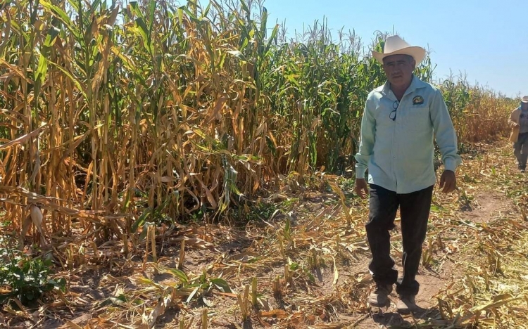 20 mil productores agrícolas de Sinaloa naufragan en la incertidumbre de sus cultivos