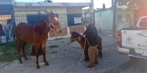 Se encuentran a salvo los caballos sueltos que andaban por el Sector Tres R&iacute;os; Protecci&oacute;n Civil de Culiac&aacute;n