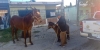 Se encuentran a salvo los caballos sueltos que andaban por el Sector Tres R&iacute;os; Protecci&oacute;n Civil de Culiac&aacute;n