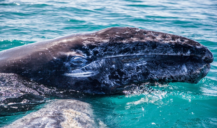 Nacen 290 ballenas grises en santuario de Baja California