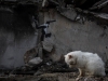 Banksy pinta nuevo graffiti en Borodianka, Ucrania; ciudad bombardeada por Rusia