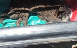 Perro queda atrapado en una coladera m&aacute;s de 24 horas y rompen el asfalto para rescatarlo