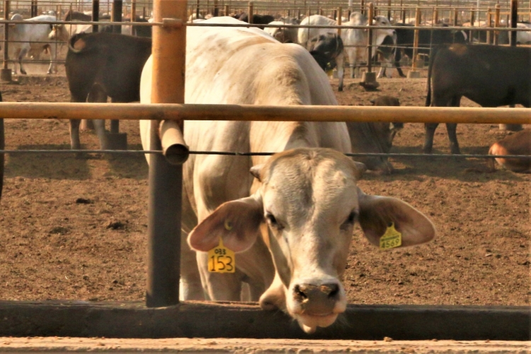 Exportaciones a EEUU rescatan al mercado mexicano de la carne, asegur&oacute; subsecretario de ganader&iacute;a