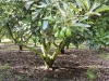 Se desploma 50% el precio del oro verde; ligan baja demanda a la sobreproducci&oacute;n de aguacate